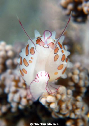 Tiny shell in Manado popo site
Nikon D200 , 105 micro, t... by Marchione Giacomo 